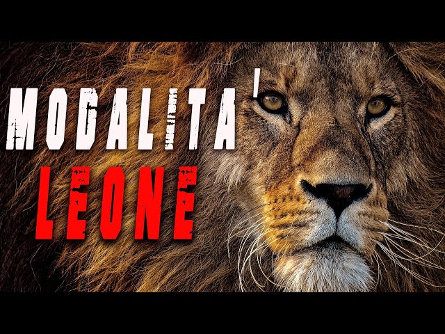 Modalit? Leone – Video motivazionale