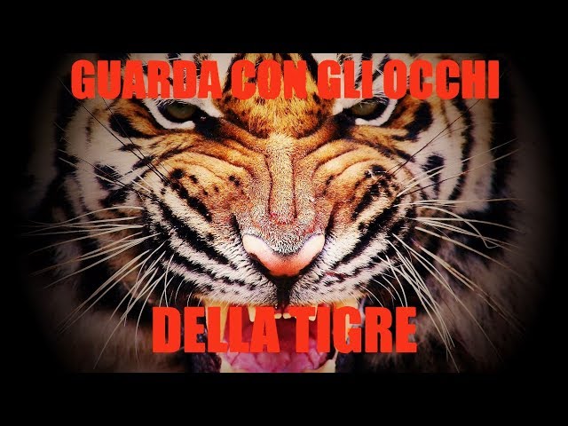 GUARDA CON GLI OCCHI DELLA TIGRE! – Video Motivazionale Autoipnotico – Voce di Tom Carter